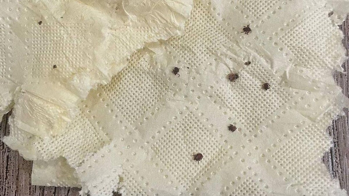    Фото: телеканал «Краснодар»