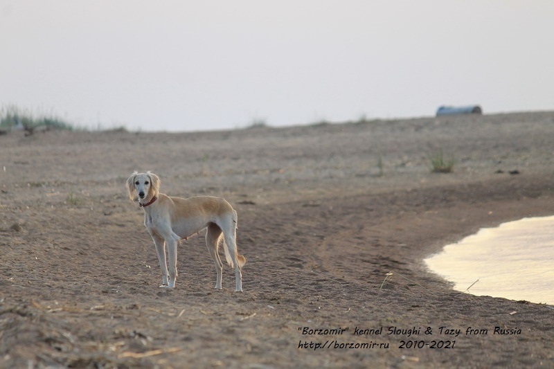 Борзая тазы: Матильда для Борзомир, Абсолютный Чемпион России