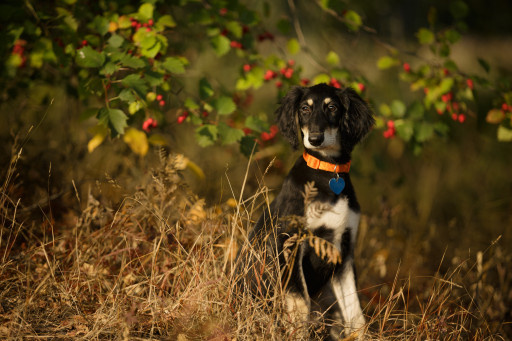 Фотография салюки
