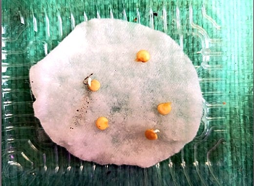 Вот они, мои хорошие и долгожданные хвостики