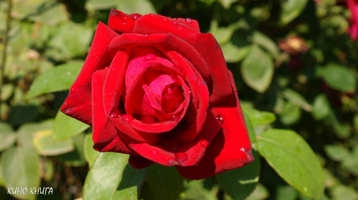 Роза из моего сада