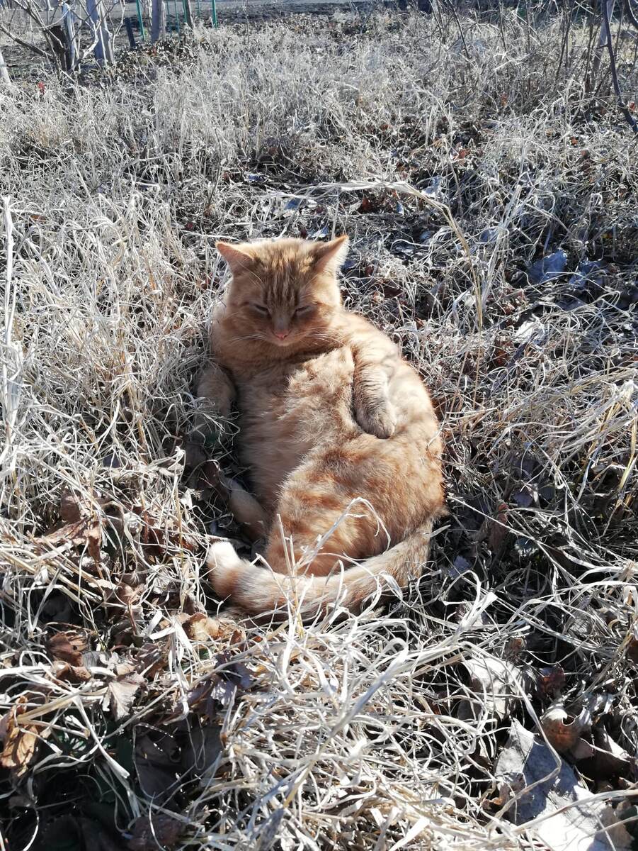 Вася, он же Василевс, он же Вася - ВДВ