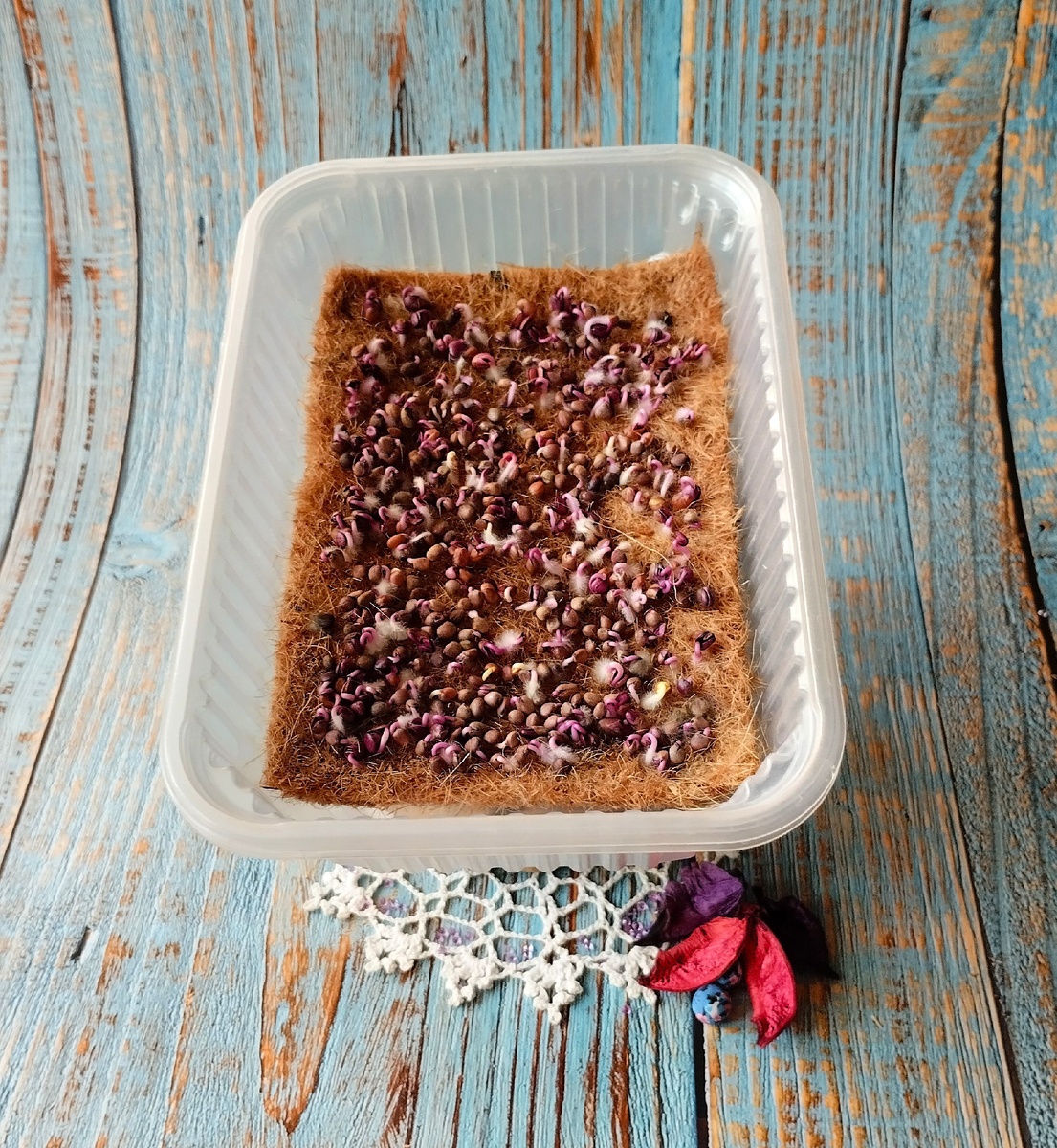 Семена редиса Санго на проращивании. День второй.