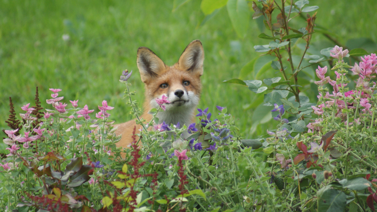 Лиса в моём саду