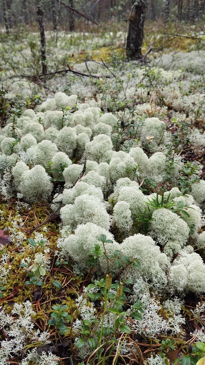 Сосновый лес - какой красивый ковер
