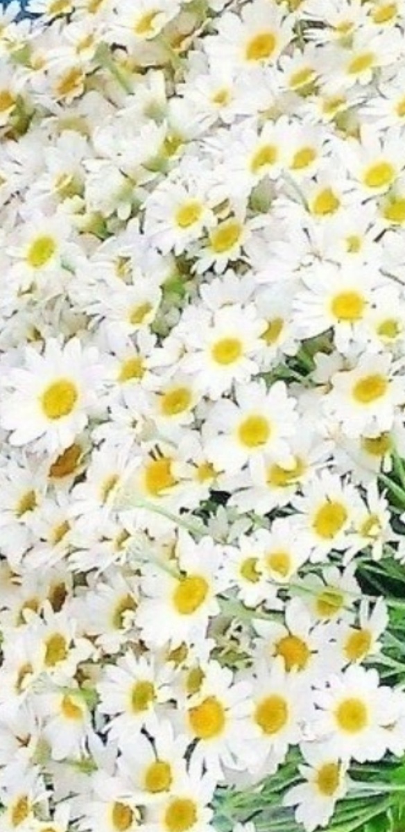 Я подарю вам ромашки, и Айгульке, и Наташке)