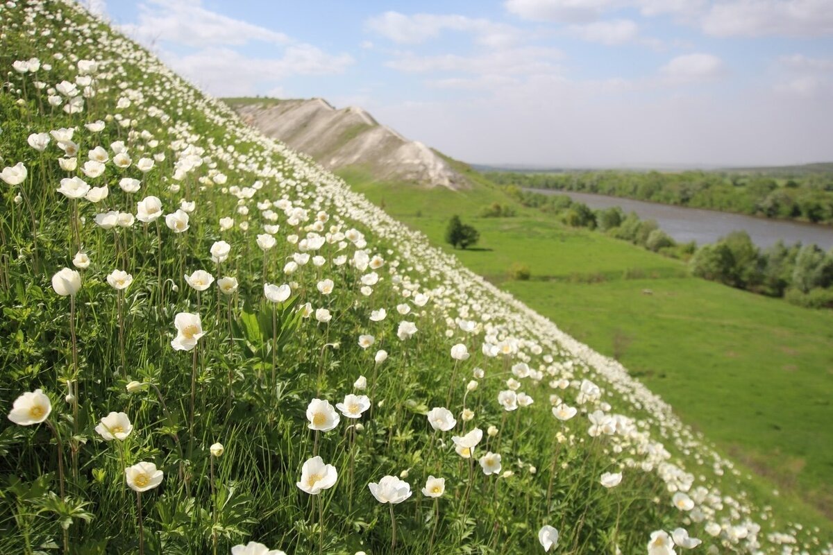 Анемоны на склонах.