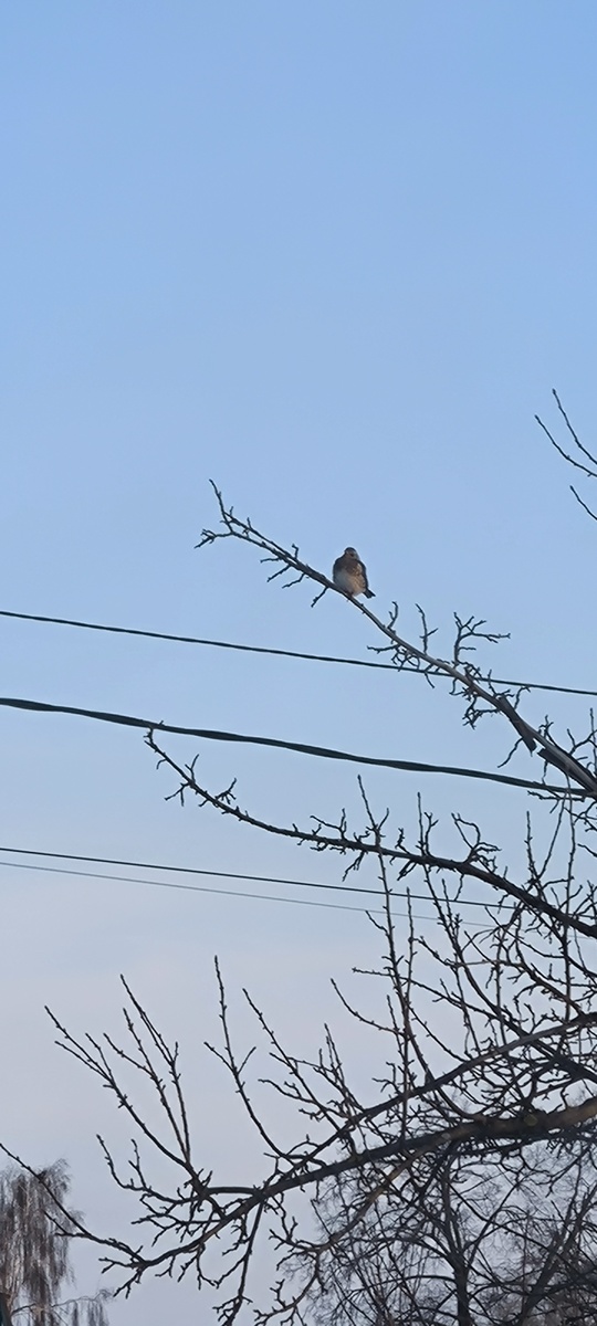 Это на яблоне у соседки