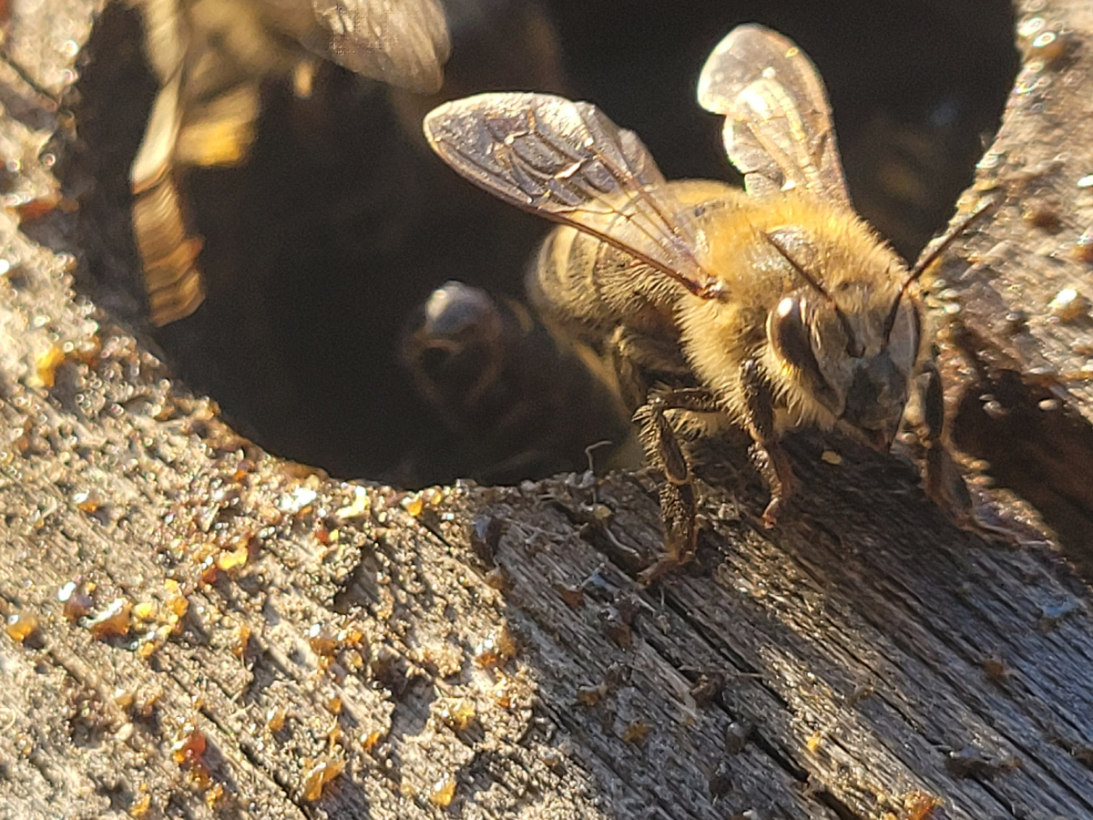 А у нас сегодня теплынь, пчелы полетели. Закончился мой отпуск) 