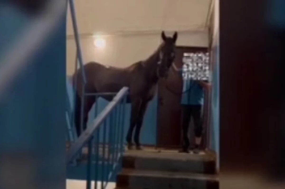    Нижегородец поселил коня в подъезде многоэтажки