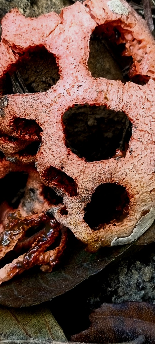 Мой первый решеточник. Фото Elena HrisTan 