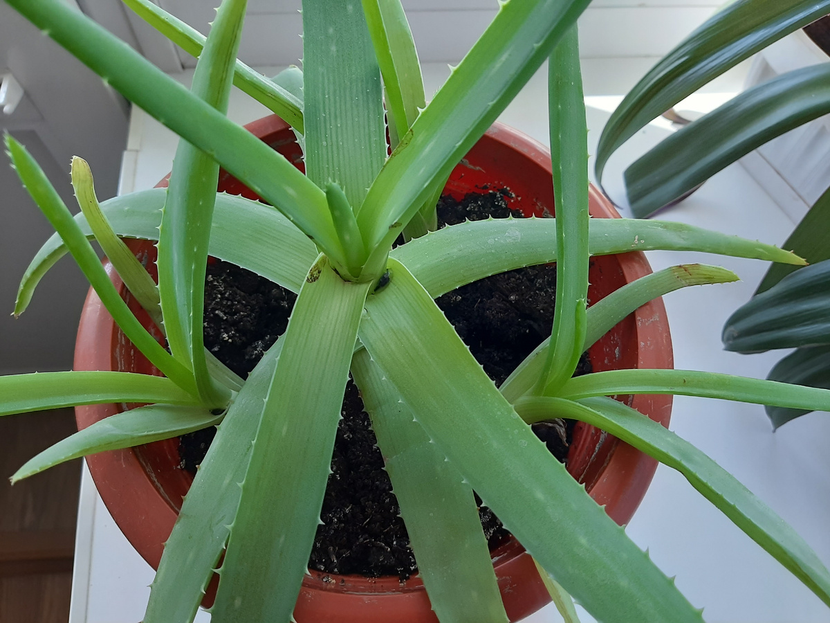 Тоже Танюшка принесла.