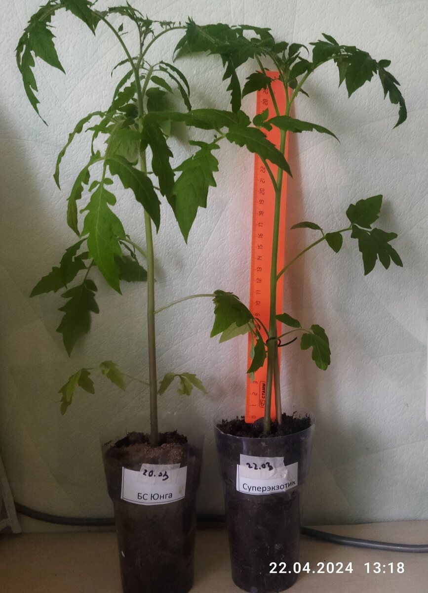 Рассада через месяц после всходов. 