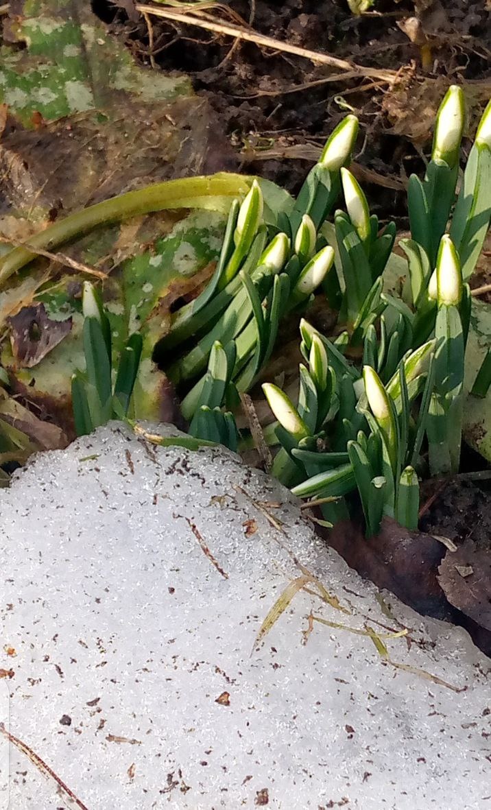 Появились подснежники