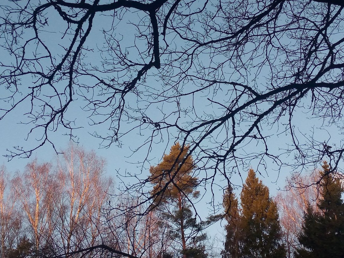 Раннее утро. Лучи восходящего солнца позолотили верхушки деревьев.