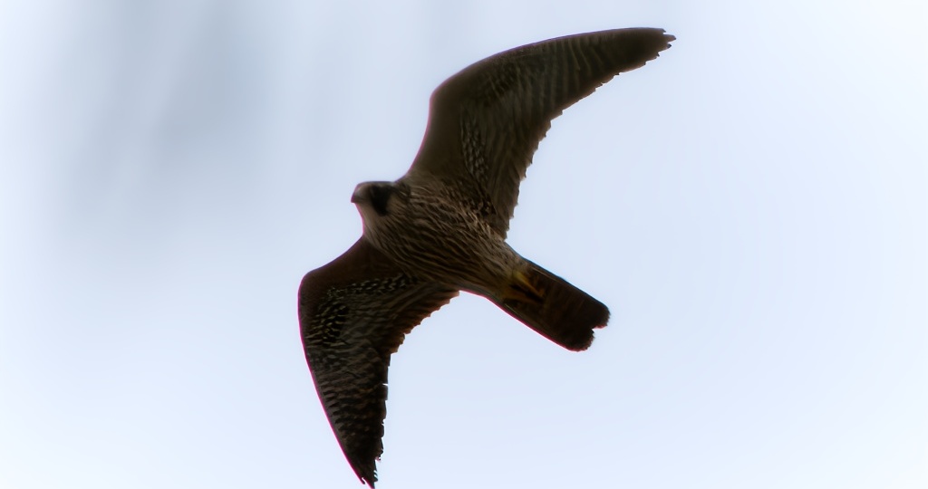 Интересные находки на рабочей неделе. Сапсан, дрозд, совята.