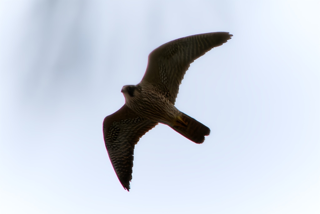 Молодой сапсан