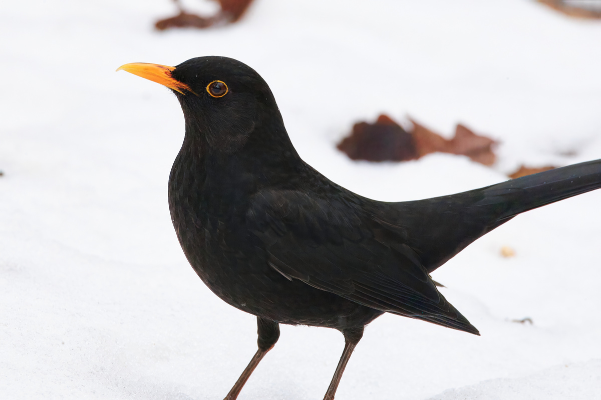 Черный дрозд