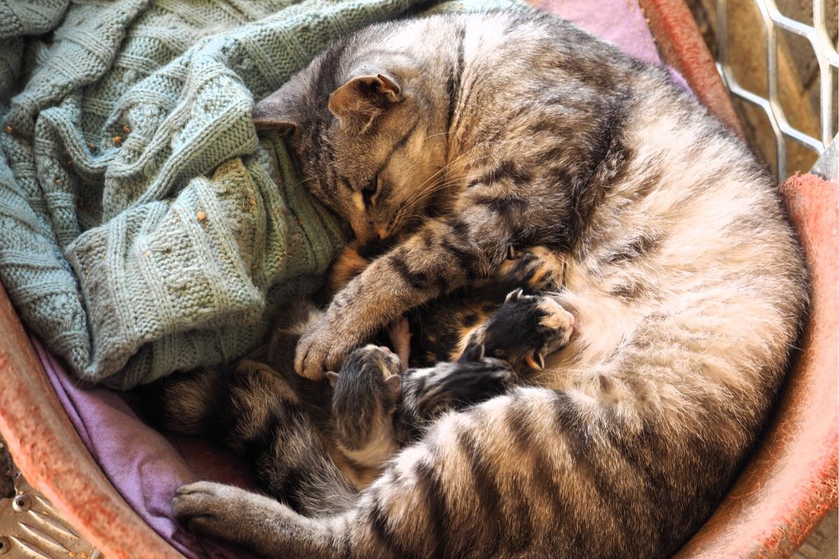 Кошка с котятами 