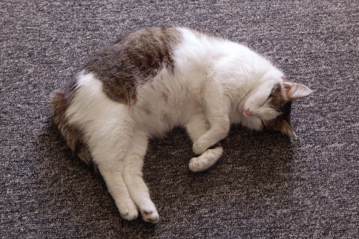 Беременная кошка 