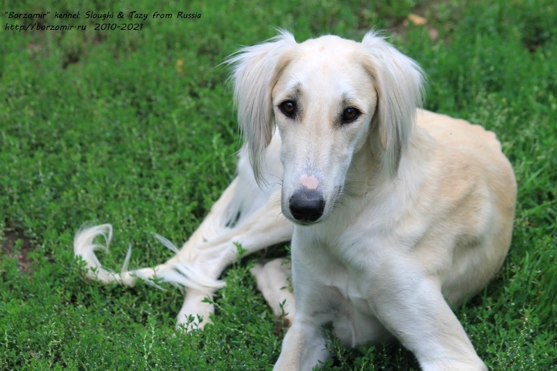 Борзомир Джин, борзая тазы