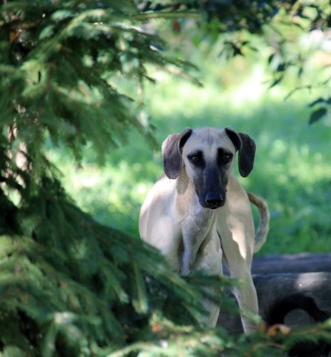 Арабская борзая Слюги: Борзомир Бархан Али