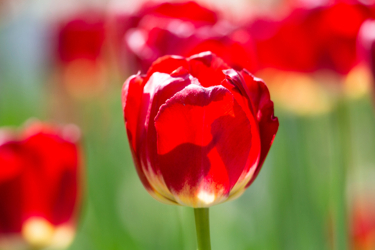 фестиваль тюльпанов