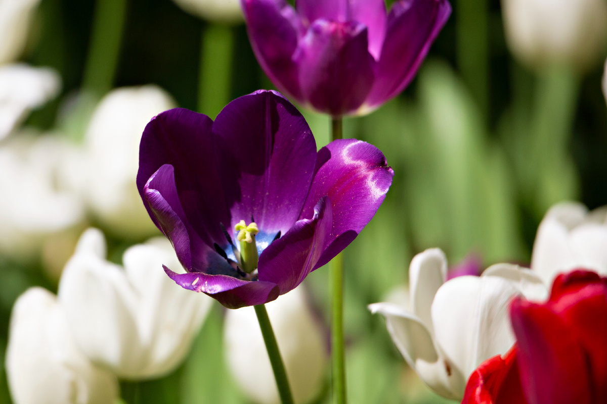 фестиваль тюльпанов