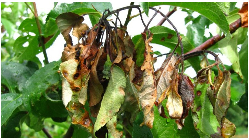 Последствия применения концентрированных химических препаратов