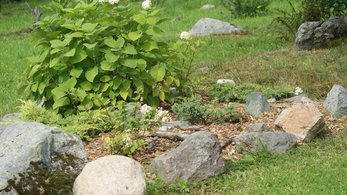 Место для гортензий