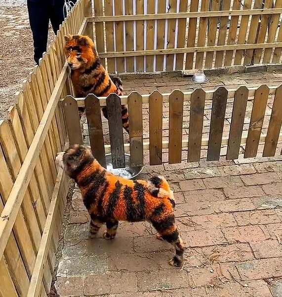 Фото из свободных источников 
