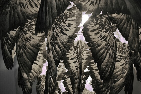 Сегодня просто куча серых крыльев