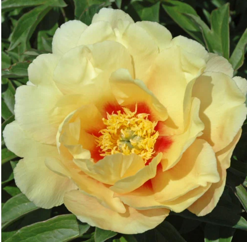 Фото взято с Яндекс. Картинки