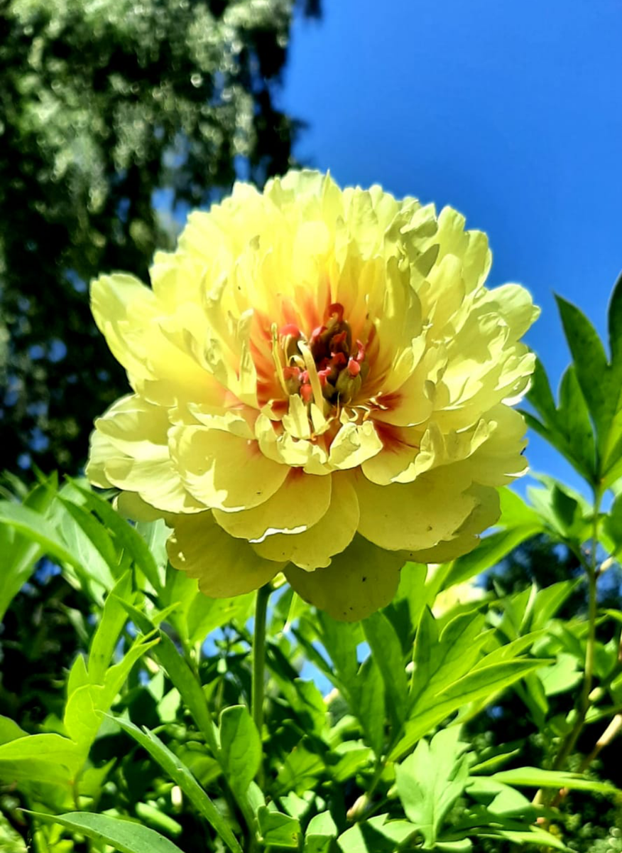 Sonoma Yedo. Фото из личного архива автора