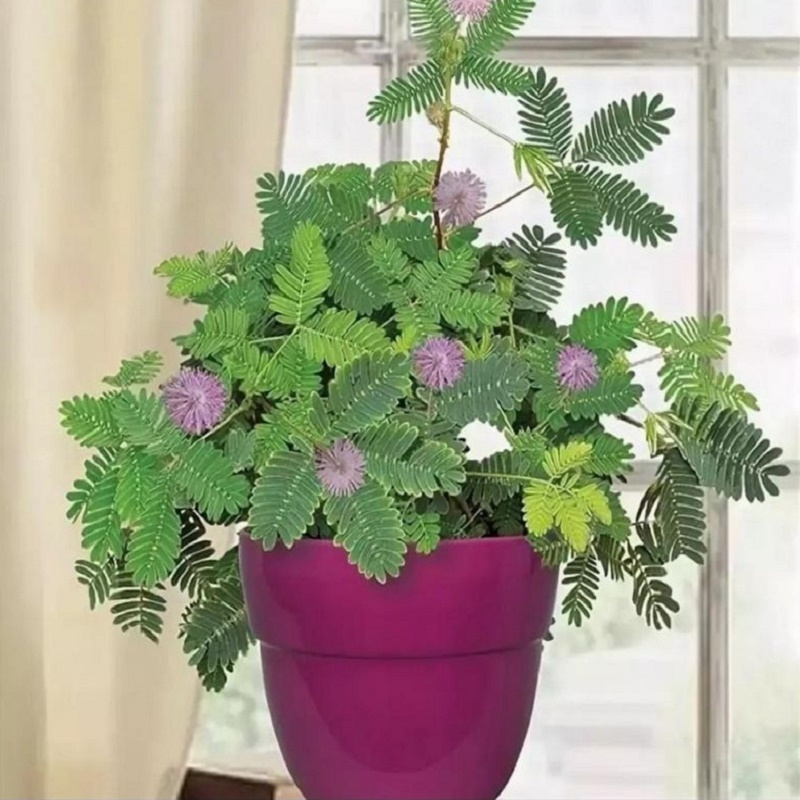 Из Яндекс картинок для иллюстрации 