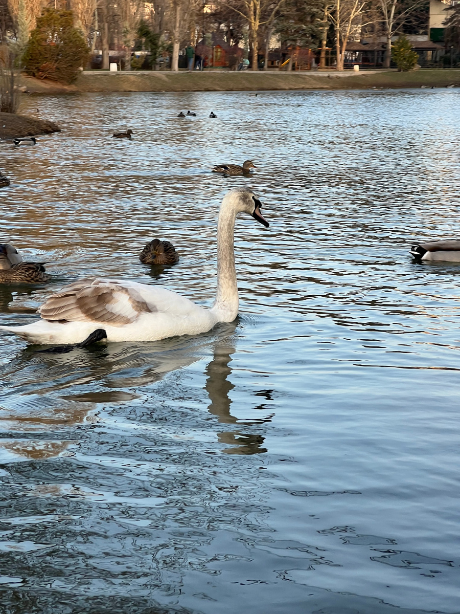 Озеро полно лебедей и уточек