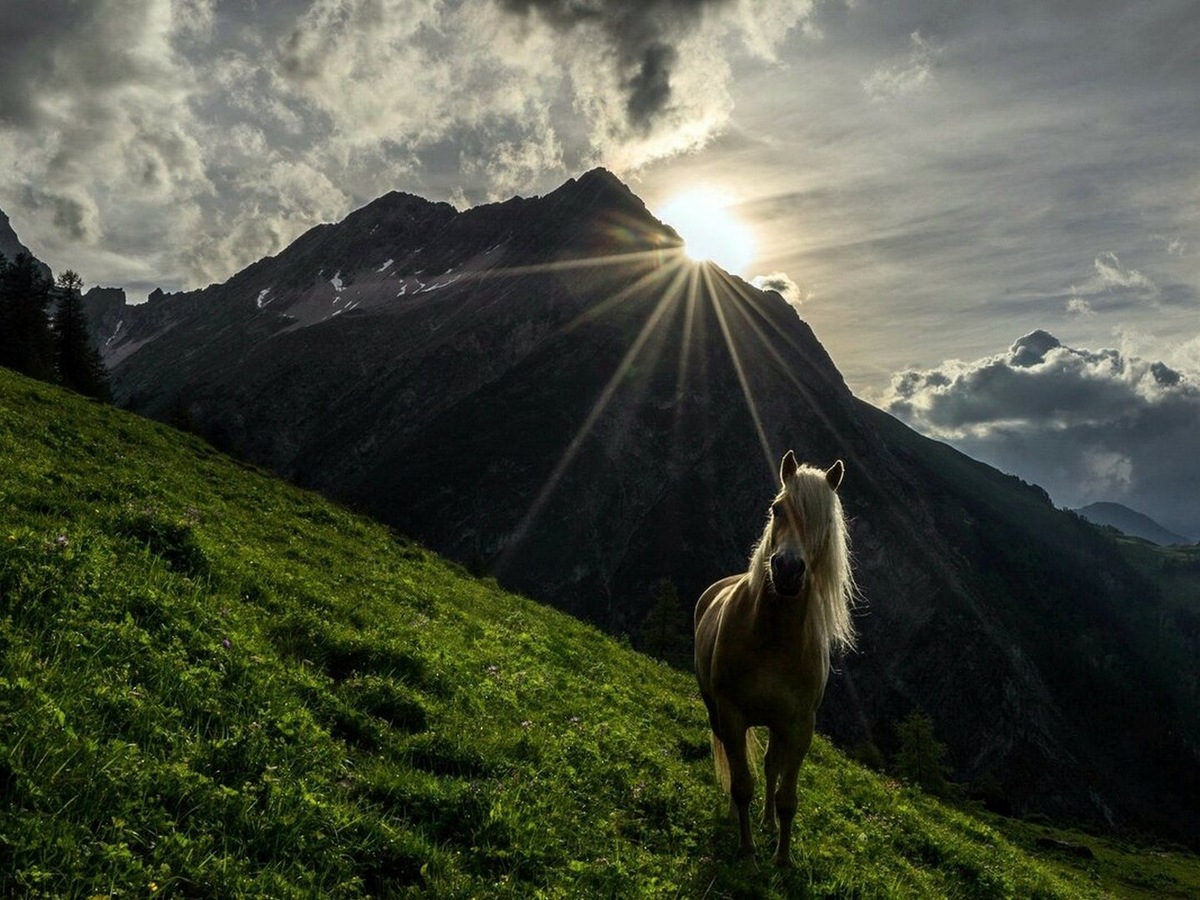 Конь в горах