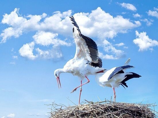    Фото: pixabay.com