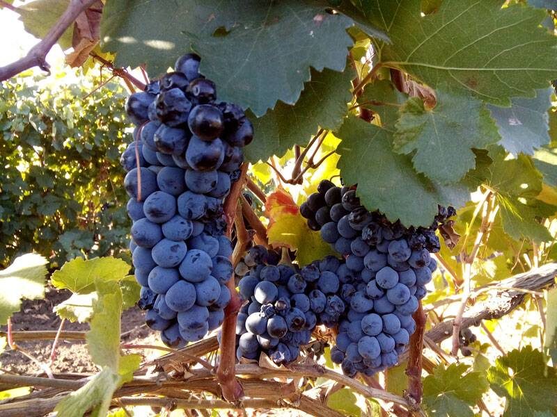 Российский автохтон - красностоп золотовский