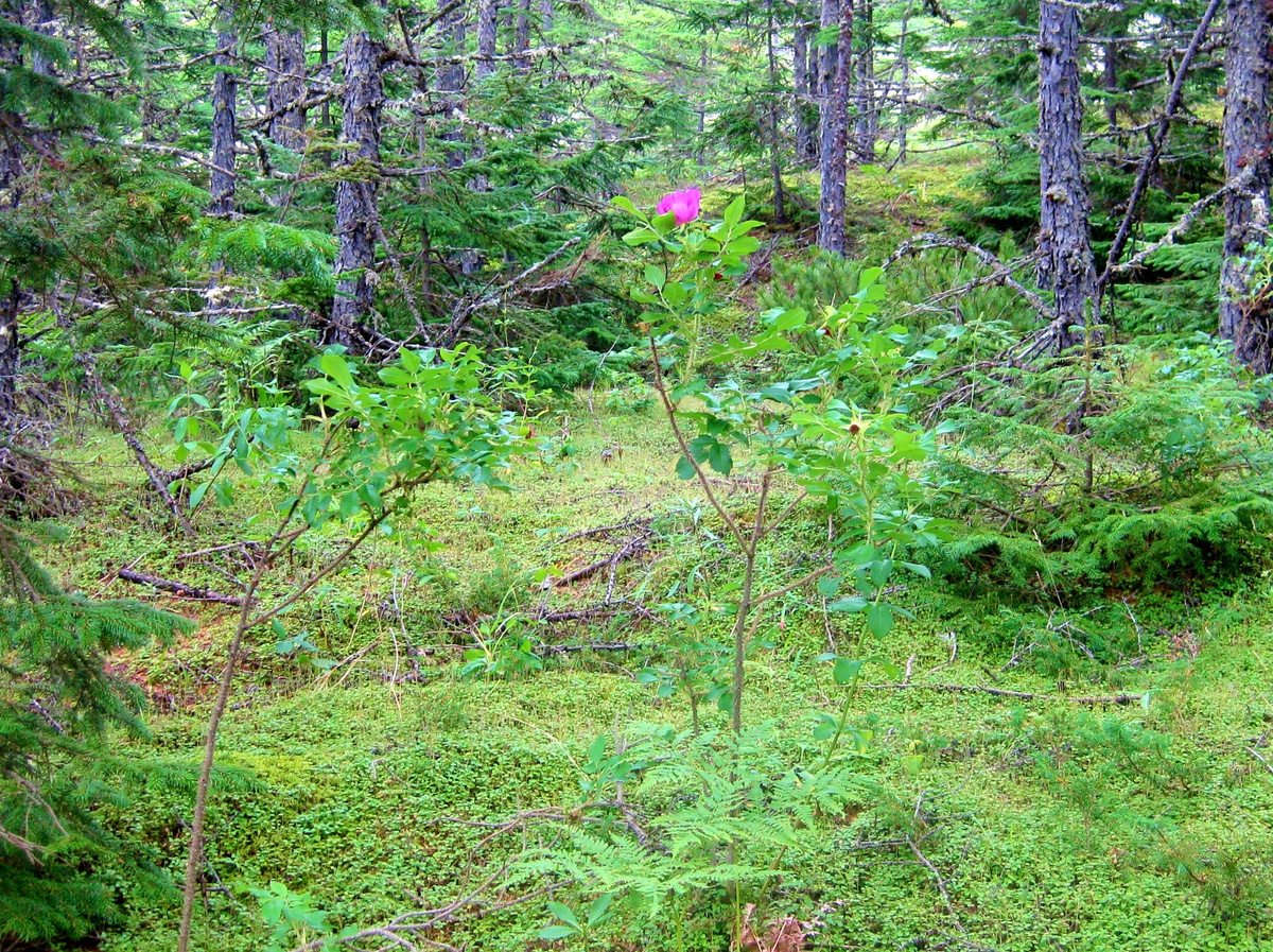 Живёшь в заколдованном диком лесу...
