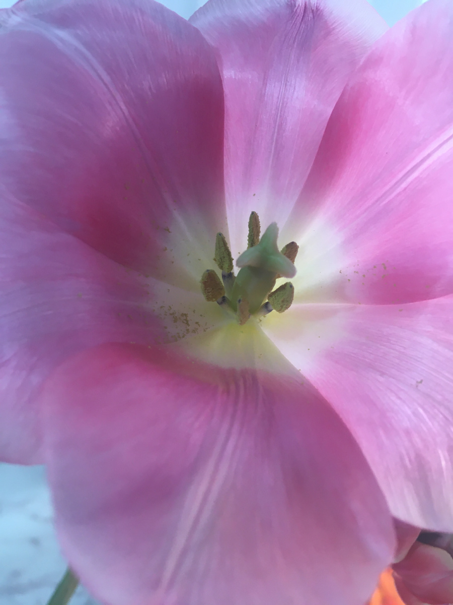 Прекрасную половину человечества с праздником!