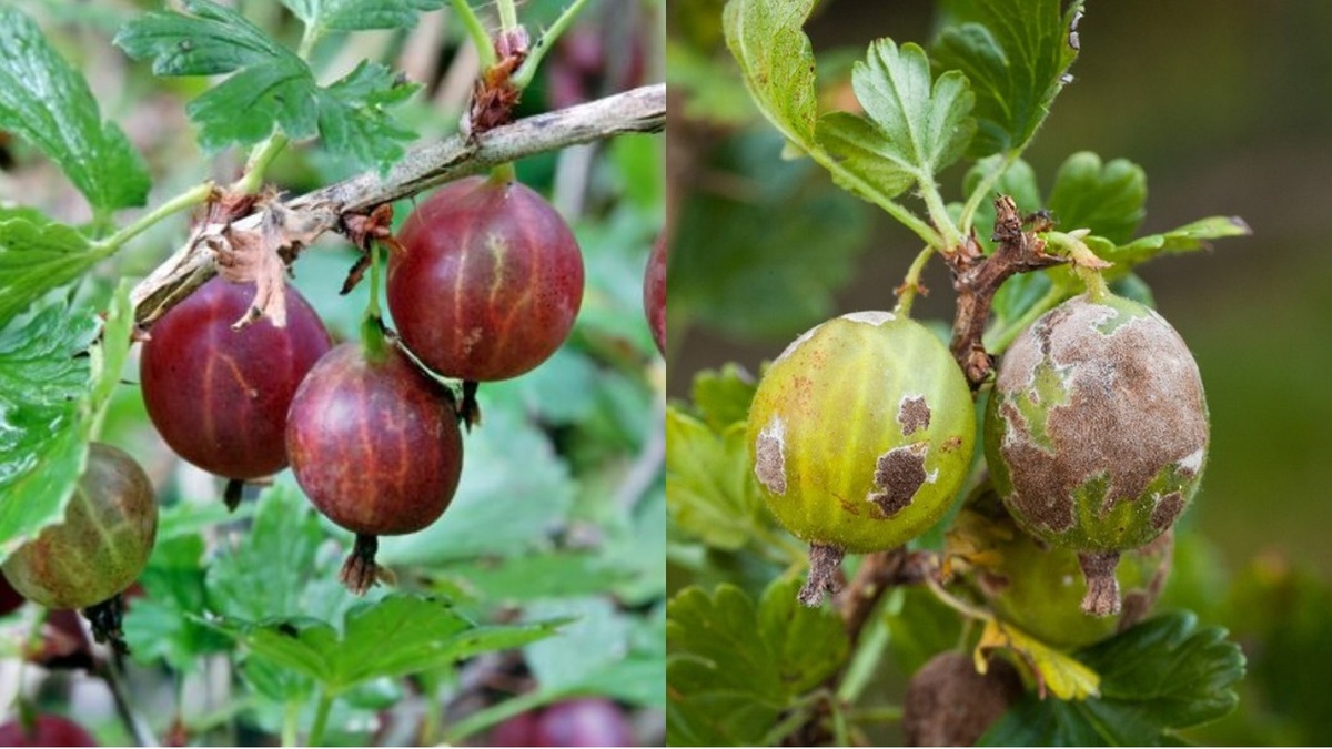 Разница между правильно обработанным и пораженным болезнью кустом крыжовника очевидна
