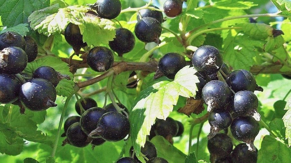 Ягоды черной смородины сорта 'Селеченская' после применения природных методов выращивания. Диаметр 12 мм