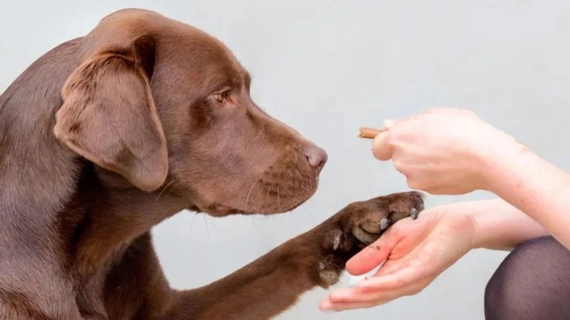 Ген, который идентифицировали ученые, влияет на поступающий в мозг сигнал, помогающий регулировать наш аппетит.