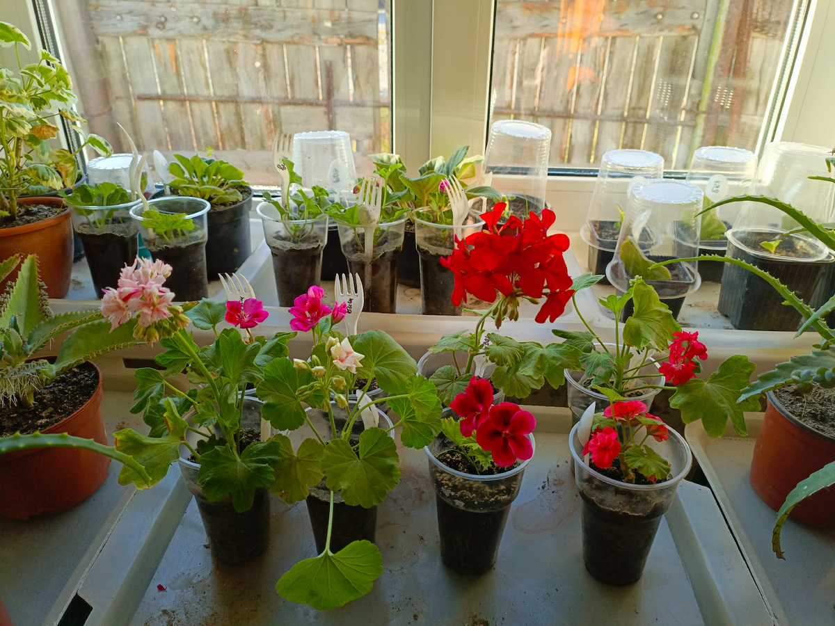 Зацветшие черенки, фото прошлого года.