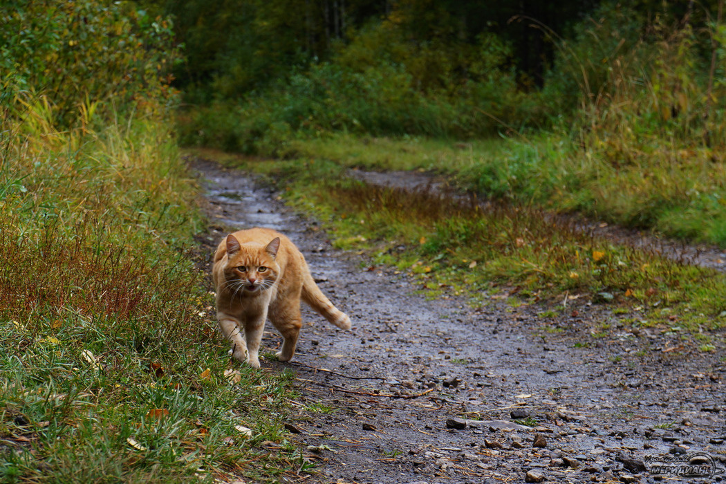    Фото: Гертруда Тиунова © ИА "Уральский меридиан"