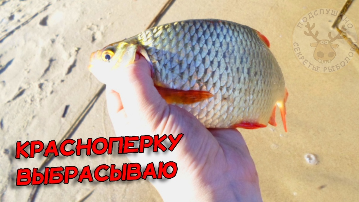 Красноперка