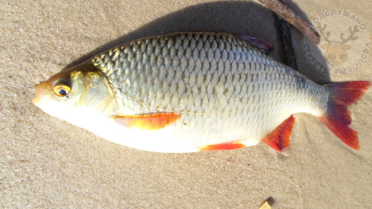 Красноперка