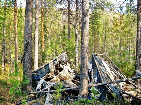 Фотографии Татьяны Немшановой. Сентябрь- октябрь 2008 года. Таёжный балаган разрушенный семьёй медведя бурого. Западная Сибирь, Приполярный Урал, Зауралье, Тайга Севера ХМАО Югра.  Так выглядит деятельность медведя в тайге.