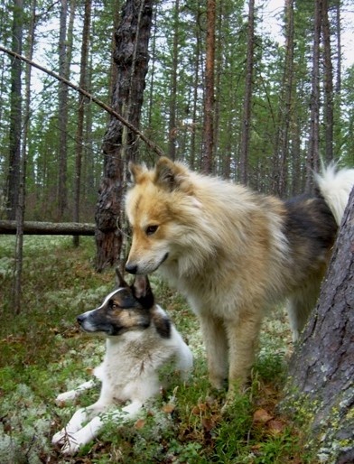 Фотографии Татьяны Немшановой. Лайки Бим и Дружок в тайге. Западная Сибирь, Приполярный Урал, Зауралье, Тайга Севера ХМАО Югра, лес северный таёжный.